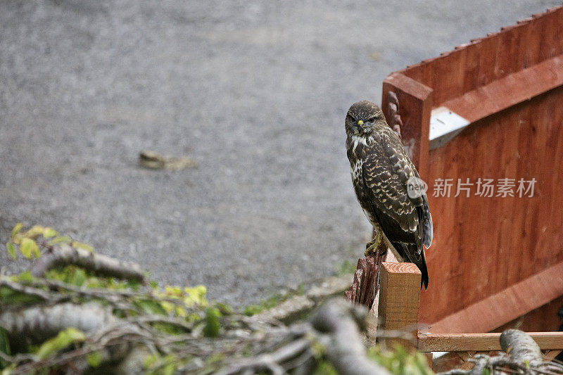 常见的秃鹰(Buteo Buteo)